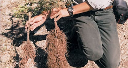 Products + Mycorrhiza and Microbe Inoculants