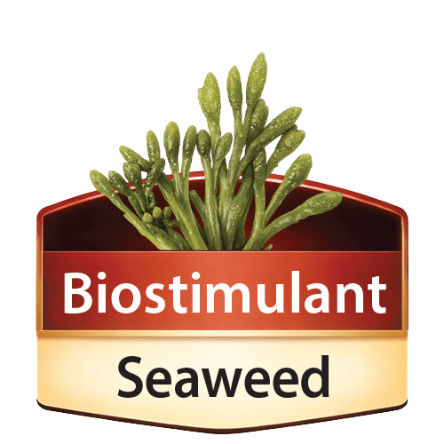 Biostimulant Seaweed icon